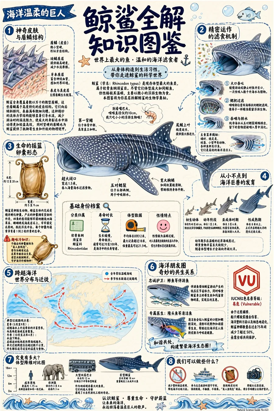 Official Qwen Image 3 whale knowledge poster with dense Chinese text and illustrations